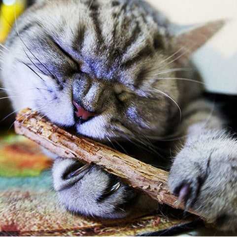 Baby Lane Catnip Chew Toys: 5 PCS Matatabi Set for Joyful Kittens
