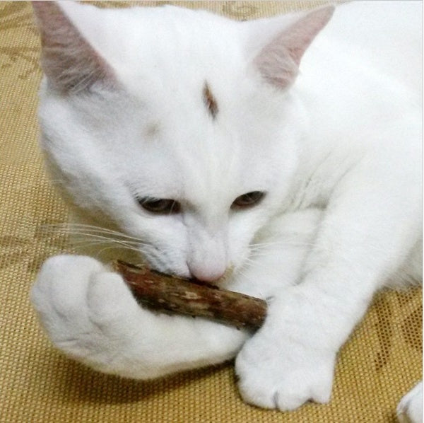 Baby Lane Catnip Chew Toys: 5 PCS Matatabi Set for Joyful Kittens