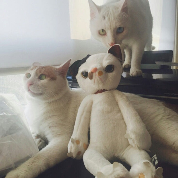 Babylane 60CM Cat Stuffed Toy | Perfect Plush Companion for Kids